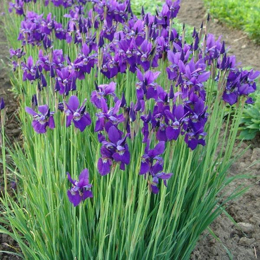 Caesar’s Brother Iris with deep purple Siberian iris flowers blooming above narrow green foliage