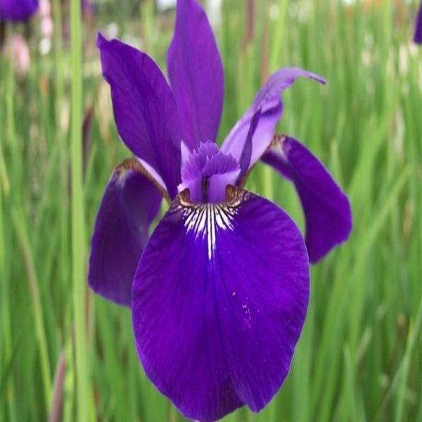 Caesar’s Brother Iris flowers rising above narrow upright green leaves