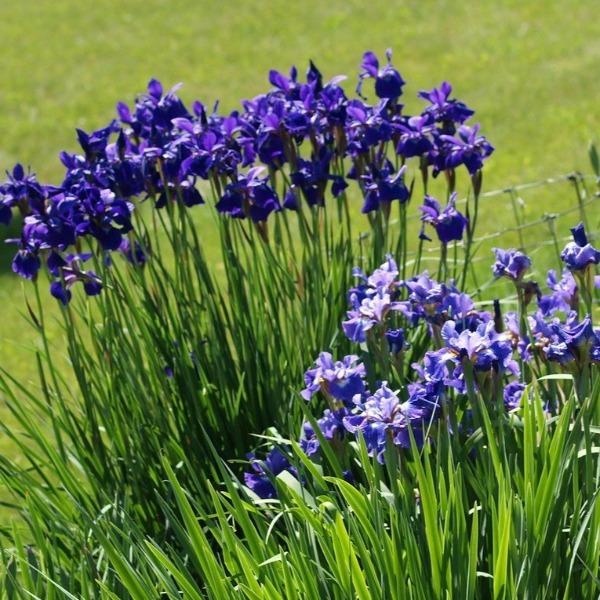 Iris sibirica Caesar’s Brother blooming with deep violet-purple flowers in a sunny border