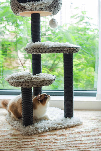 CAT-ACTIVITY-TREE-TUNDRA