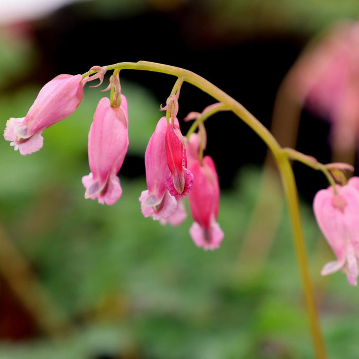 Close-up of Dicentra Luxuriant cherry-red heart-shaped flowers