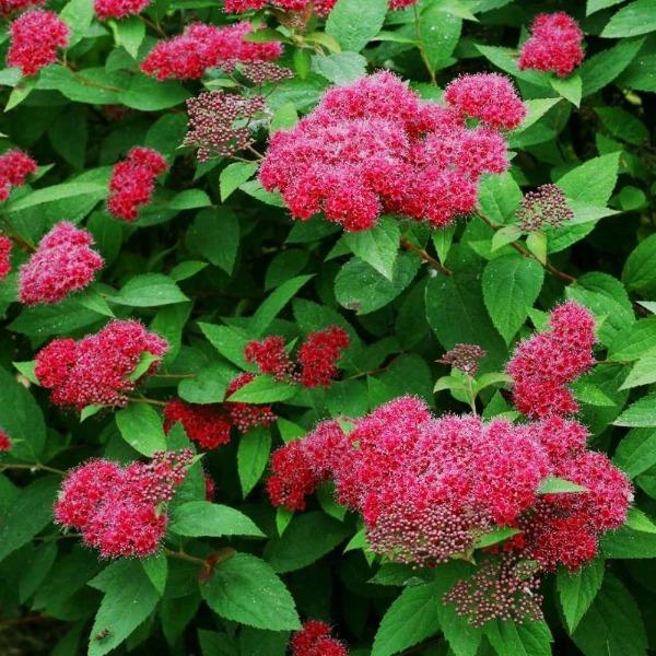 Compact Double Play® Red Spirea blooming with deep red flower clusters