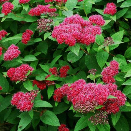 Compact Double Play® Red Spirea blooming with deep red flower clusters