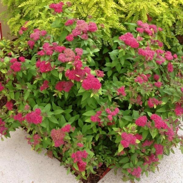Double Play® Red Spirea planted in a sunny mixed border