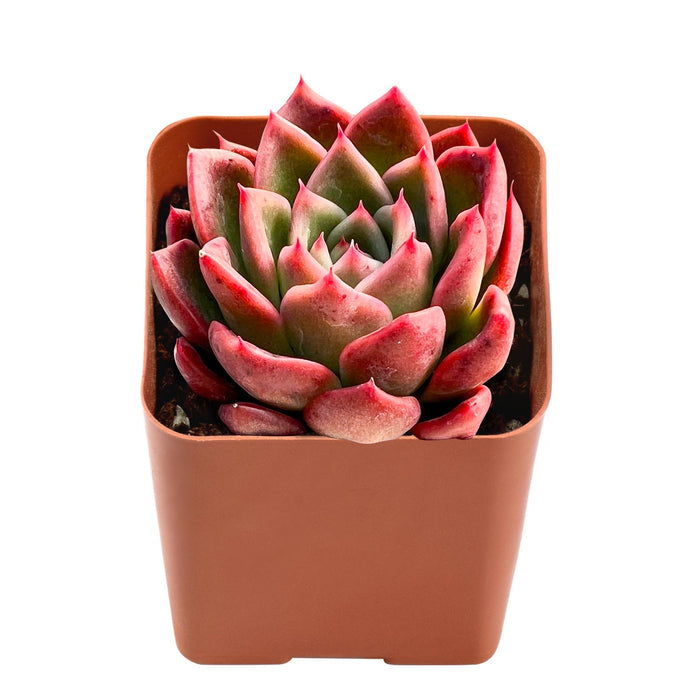Echeveria Agavoides 'Callisto'