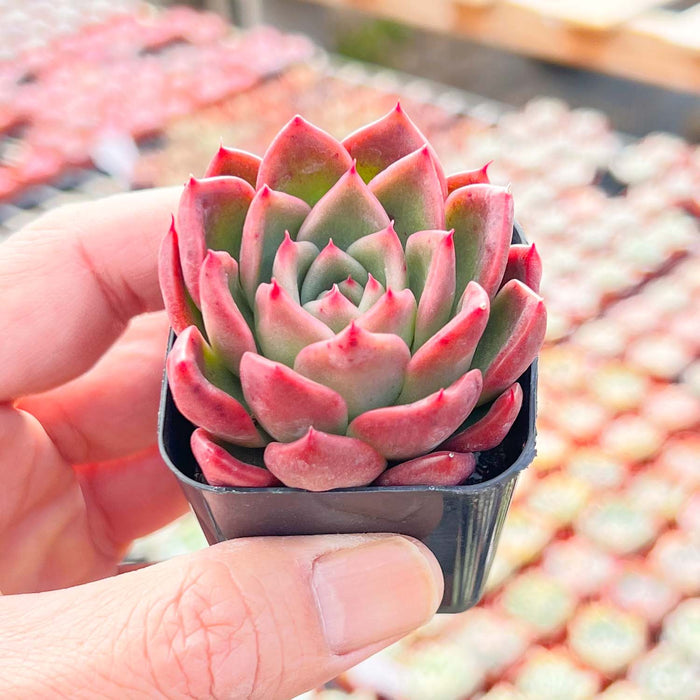 Echeveria Agavoides 'Callisto'