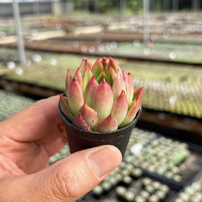 Echeveria Agavoides 'Callisto'