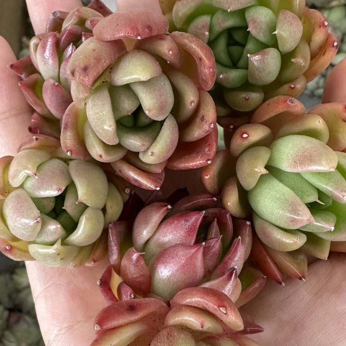 Echeveria Agavoides 'Callisto'