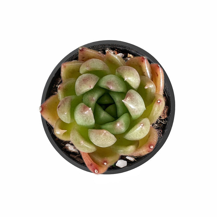 Echeveria Agavoides 'Callisto'