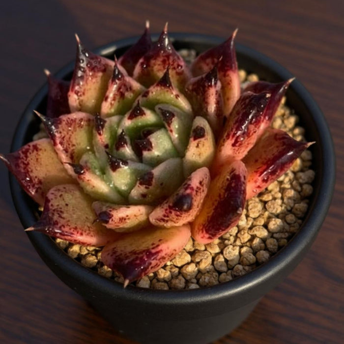 Echeveria Agavoides Halloween