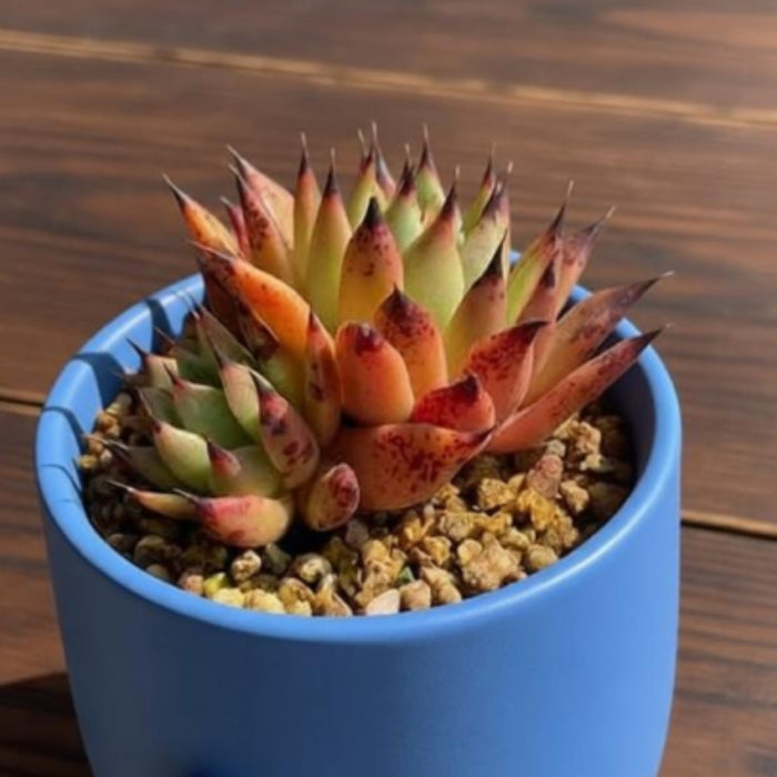 Echeveria Agavoides Halloween