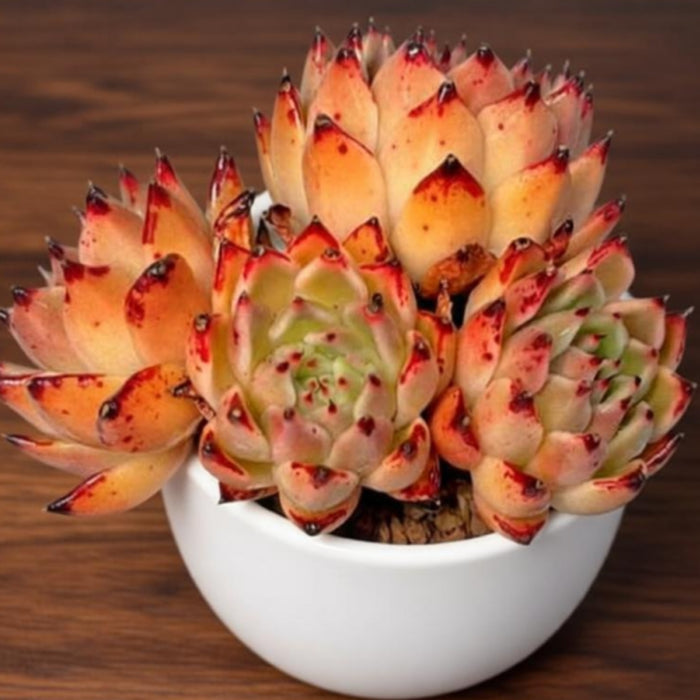 Echeveria Agavoides Halloween