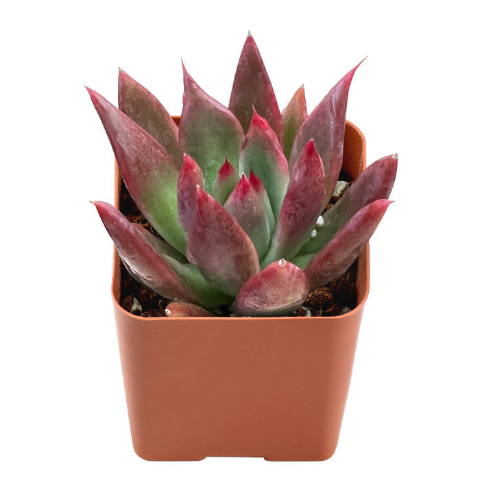 Echeveria Agavoides 'Morgain'