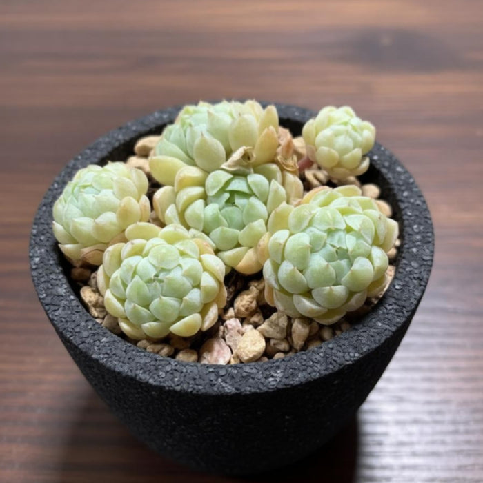 Echeveria 'Ball of Fat'