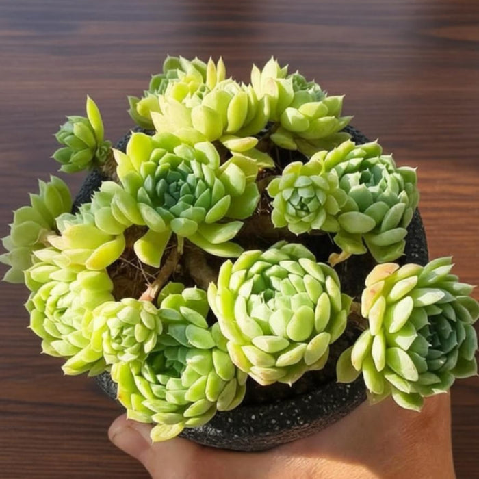 Echeveria 'Ball of Fat'