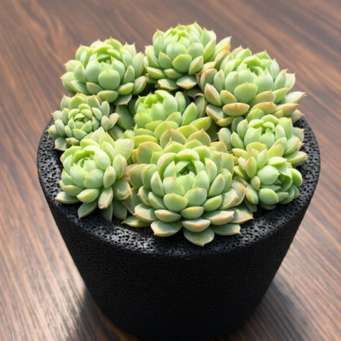 Echeveria 'Ball of Fat'