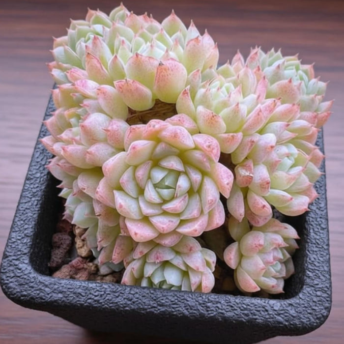 Echeveria 'Ball of Fat'