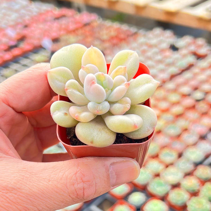 Echeveria Bill Gates sp.