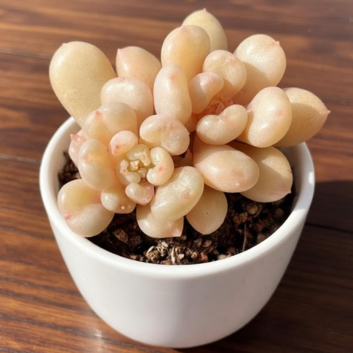 Echeveria Bill Gates sp.