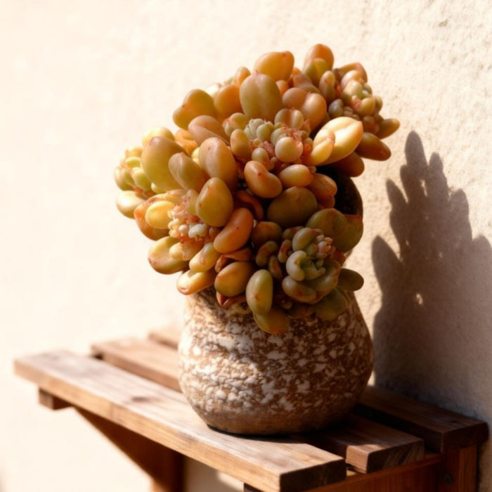 Echeveria Bill Gates sp.