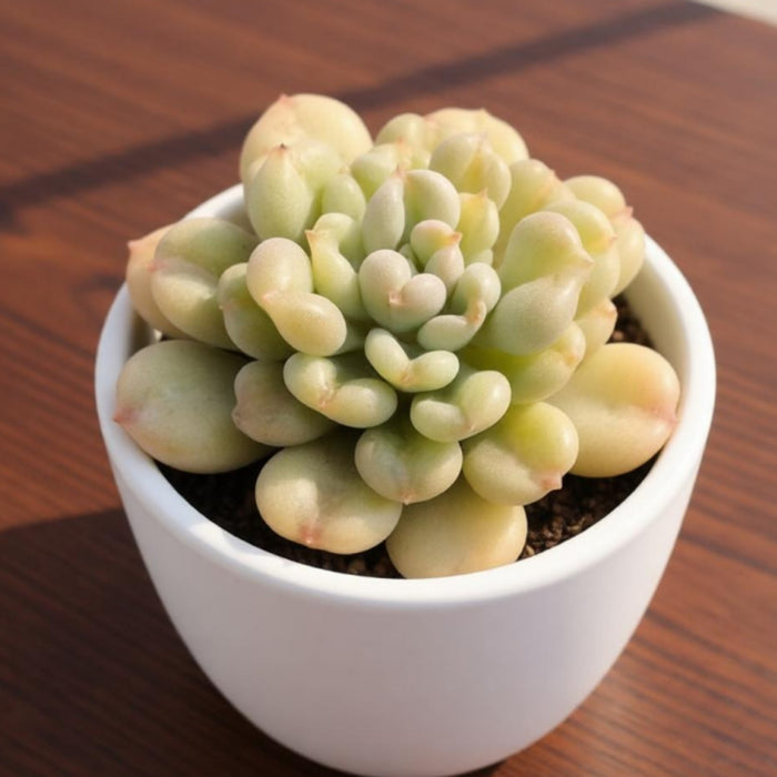 Echeveria Bill Gates sp.