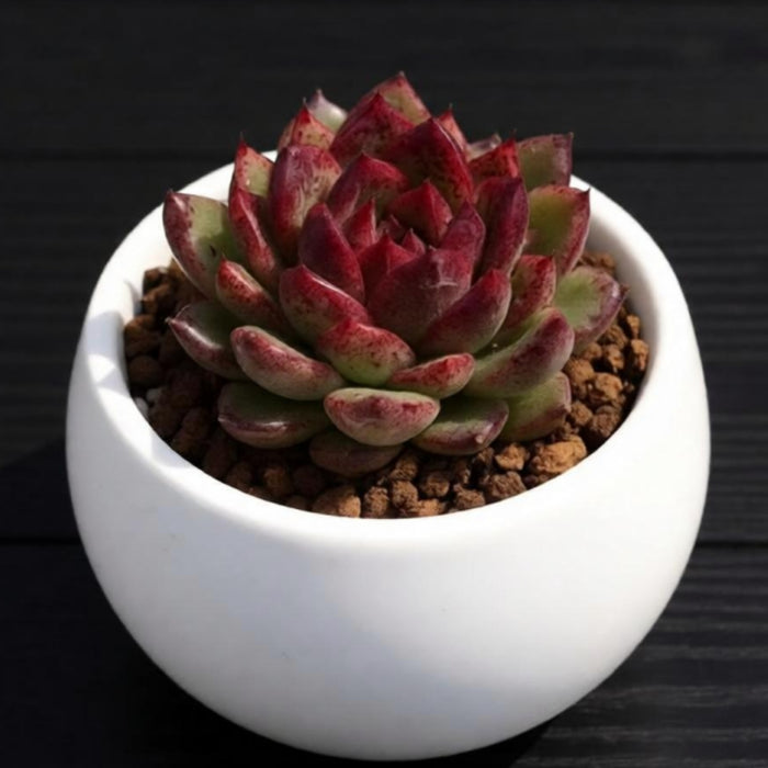 Echeveria 'Black Crystal'/  Echeveria 'Amethyst'