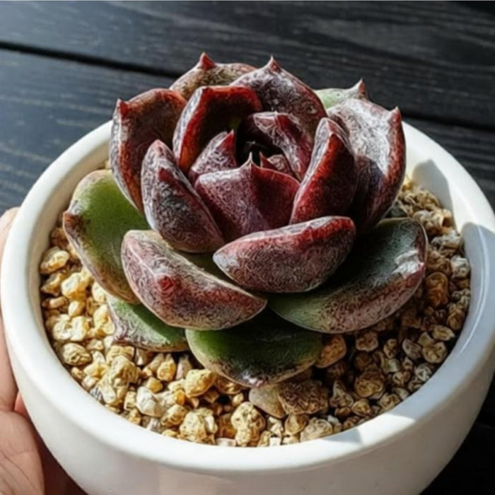 Echeveria 'Black Crystal'/  Echeveria 'Amethyst'
