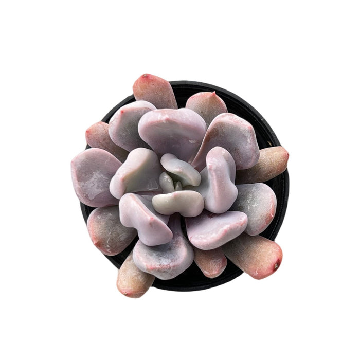 Echeveria 'Cupid' / Graptoveria 'Topsy Debbi'