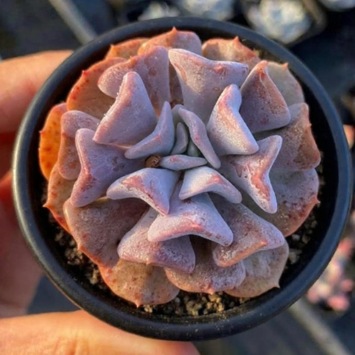 Echeveria 'Cupid' / Graptoveria 'Topsy Debbi'