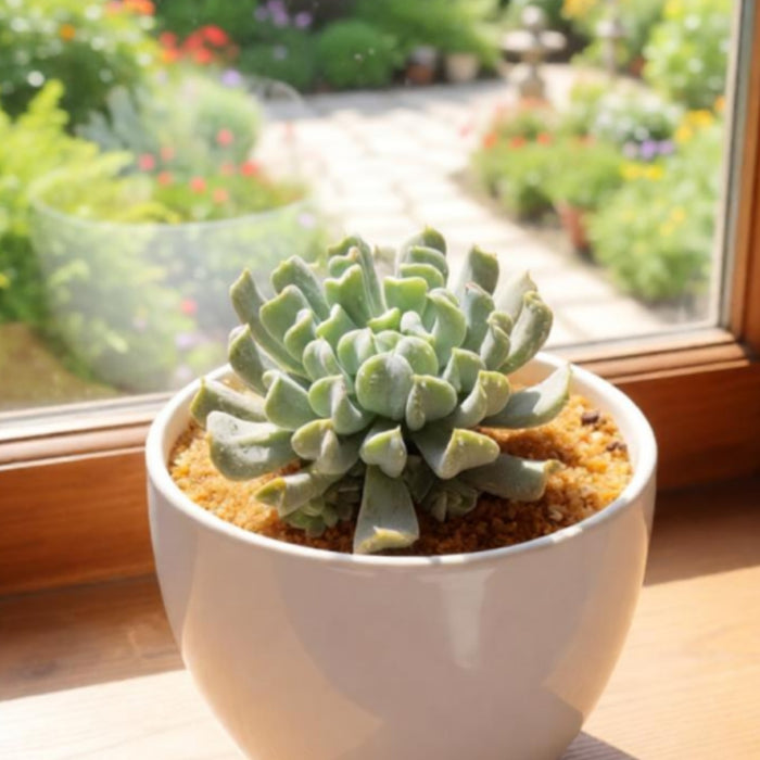 Echeveria 'Cupid' / Graptoveria 'Topsy Debbi'