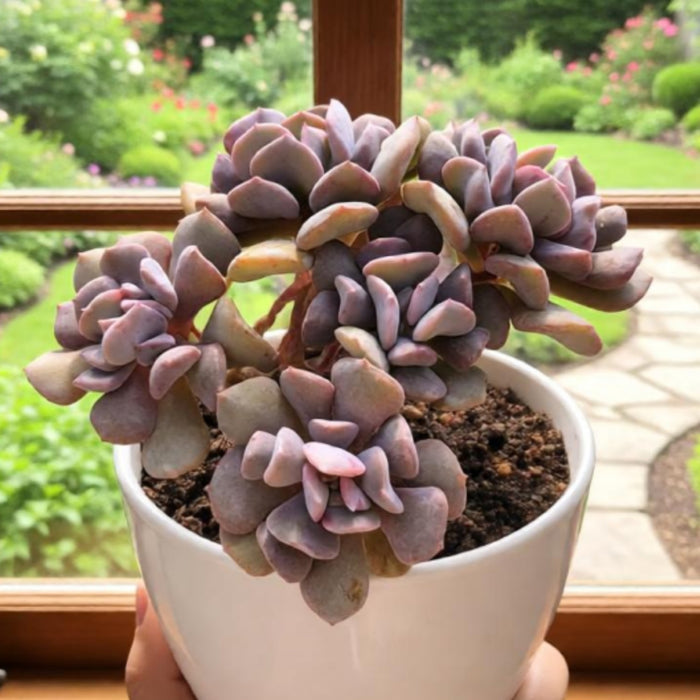Echeveria 'Cupid' / Graptoveria 'Topsy Debbi'