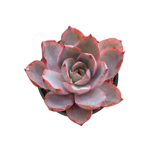 Echeveria Hera