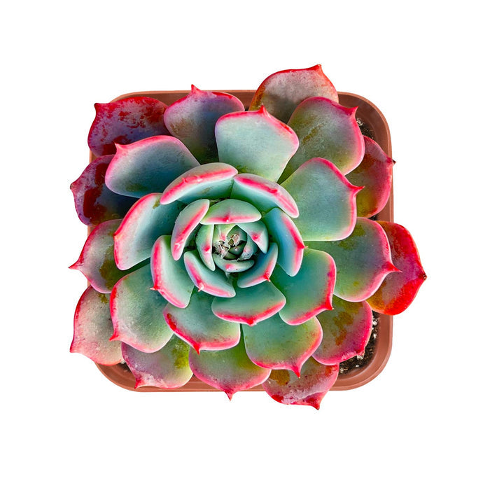 Echeveria Laurensis