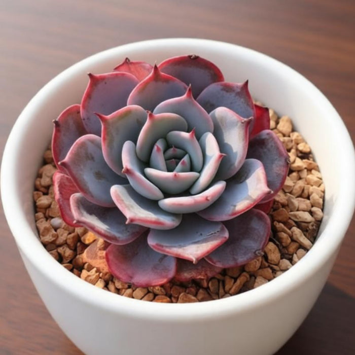 Echeveria Laurensis