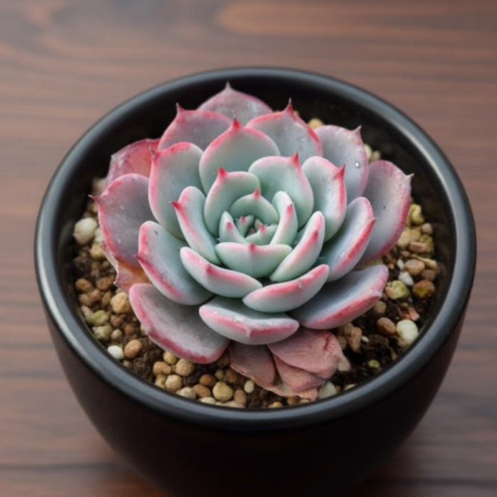 Echeveria Laurensis