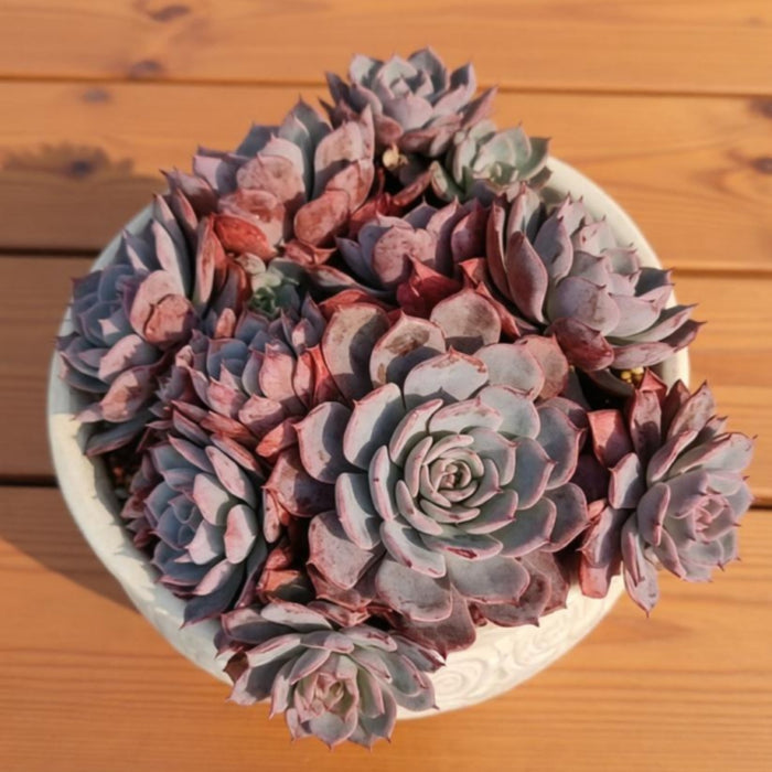 Echeveria Laurensis
