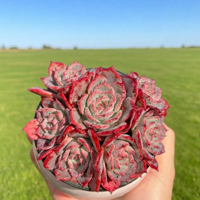 Echeveria Laurensis