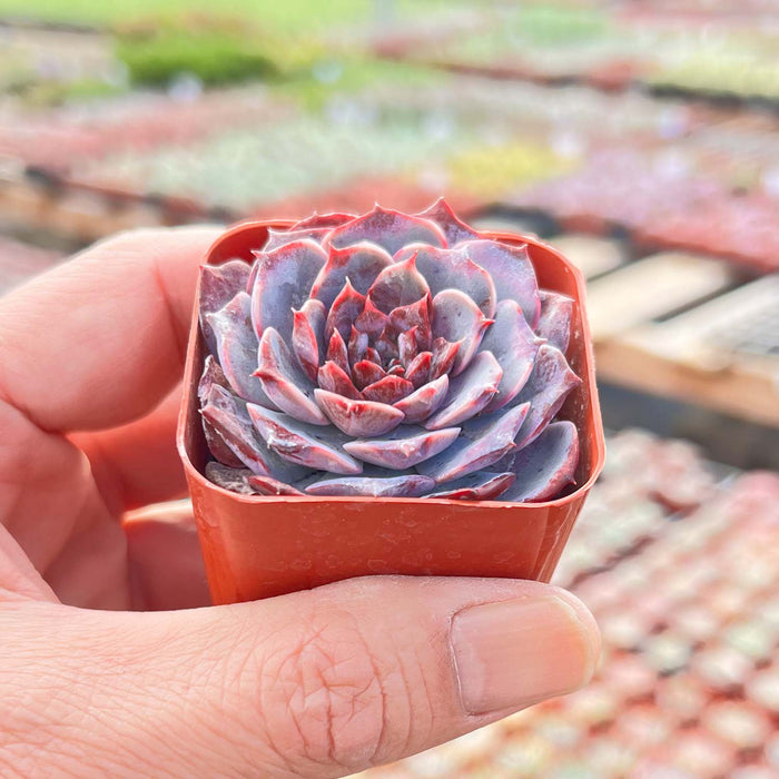 Echeveria Lovely Bear