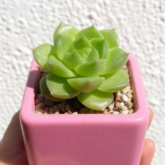 Echeveria 'Malgan'