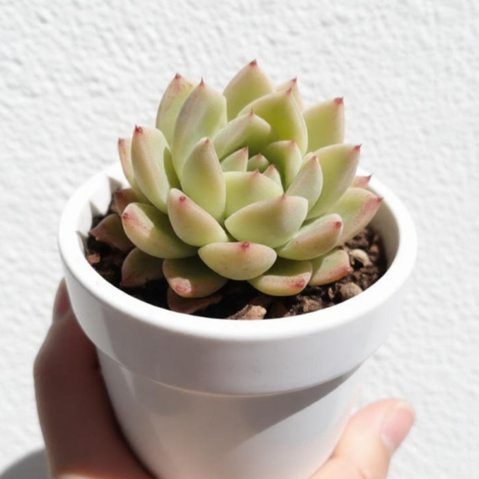 Echeveria 'Malgan'