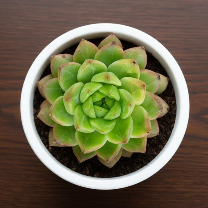 Echeveria 'Malgan'