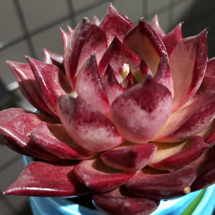 Echeveria Red Knight / Red Ebony