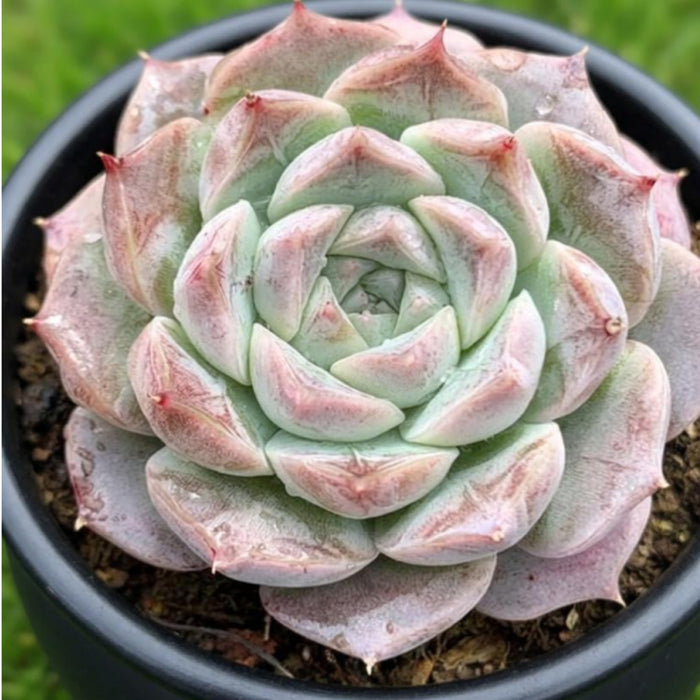 Echeveria Rosalia
