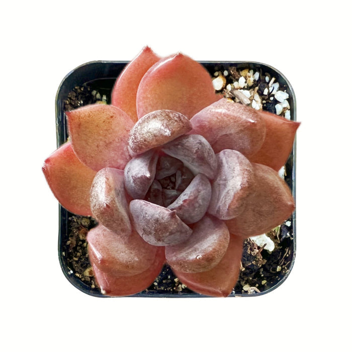 Echeveria Ziwei/Shuting