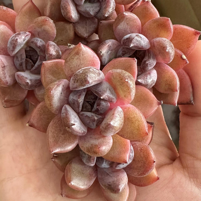 Echeveria Ziwei/Shuting