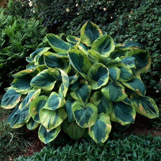 Frances Williams Hosta with blue green leaves and chartreuse yellow margins in a shade garden