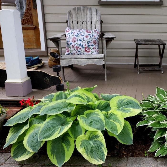 Hosta Frances Williams with large corrugated blue-green foliage and yellow leaf margins
