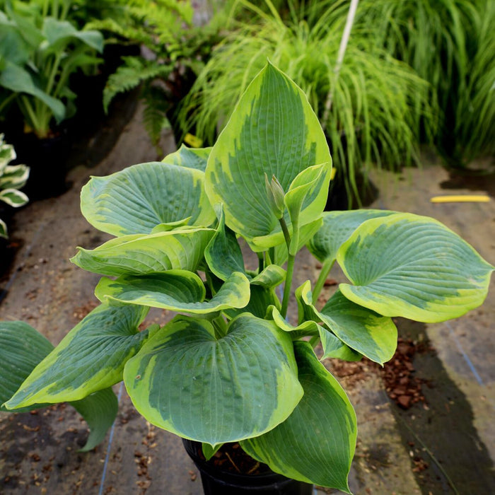 Frances Williams Hosta in a 1-gallon Pot