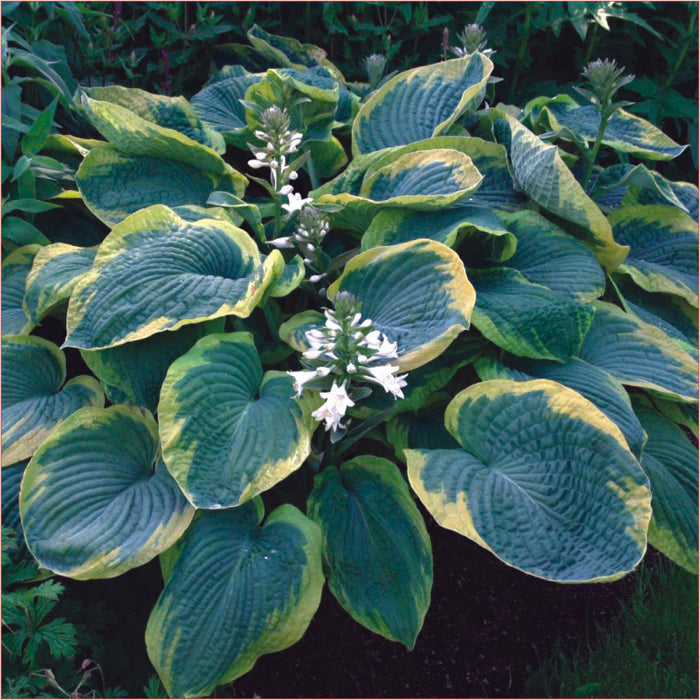 Hosta sieboldiana Frances Williams blooming with white flowers above textured foliage