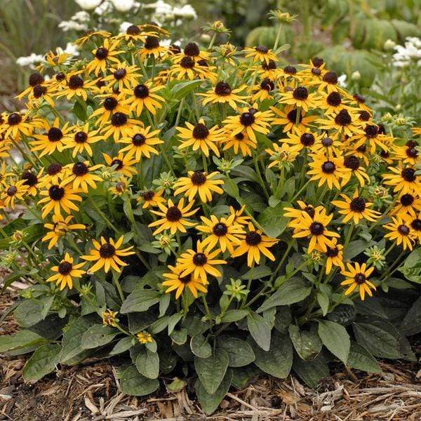 Goldsturm Black Eyed Susan with golden-yellow flowers and dark cones blooming in a sunny perennial garden